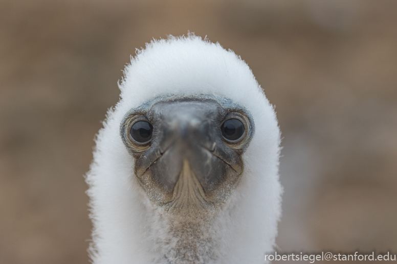 galapagos